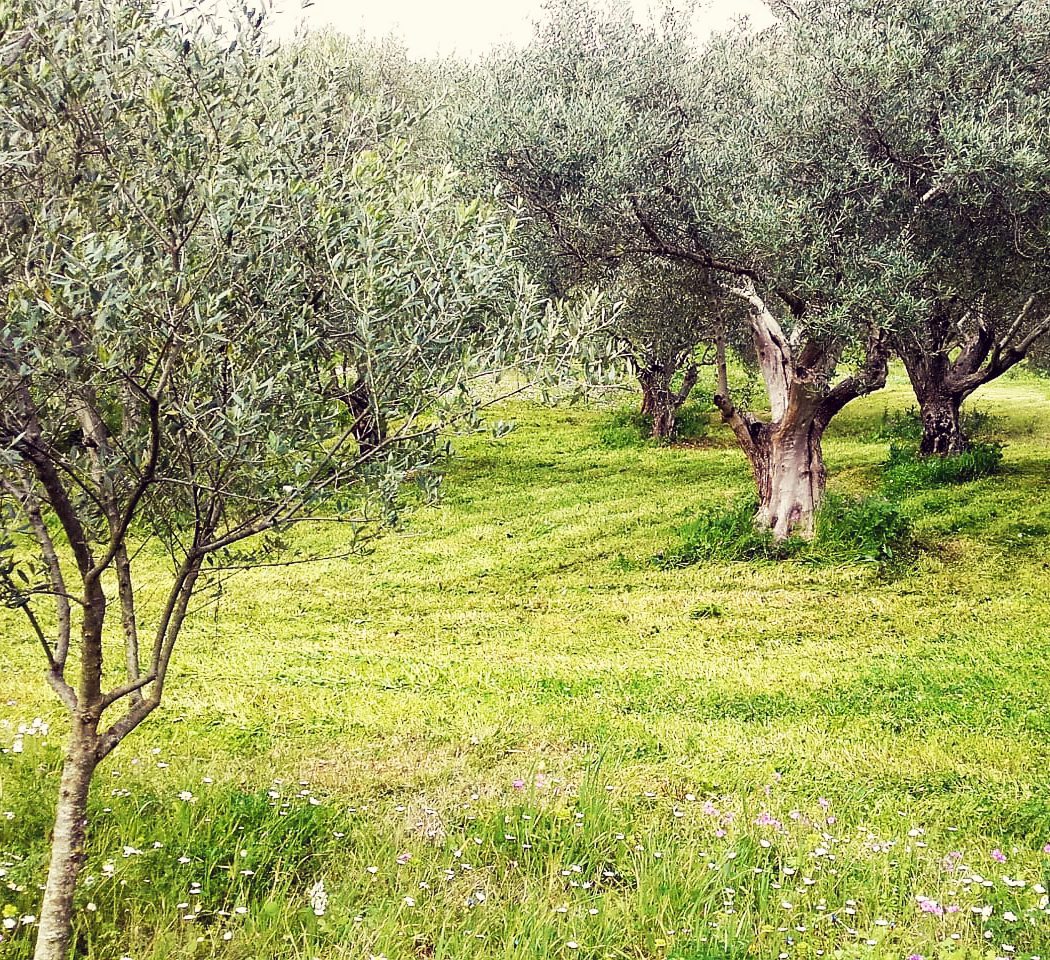 olive tree elaiones kentauron