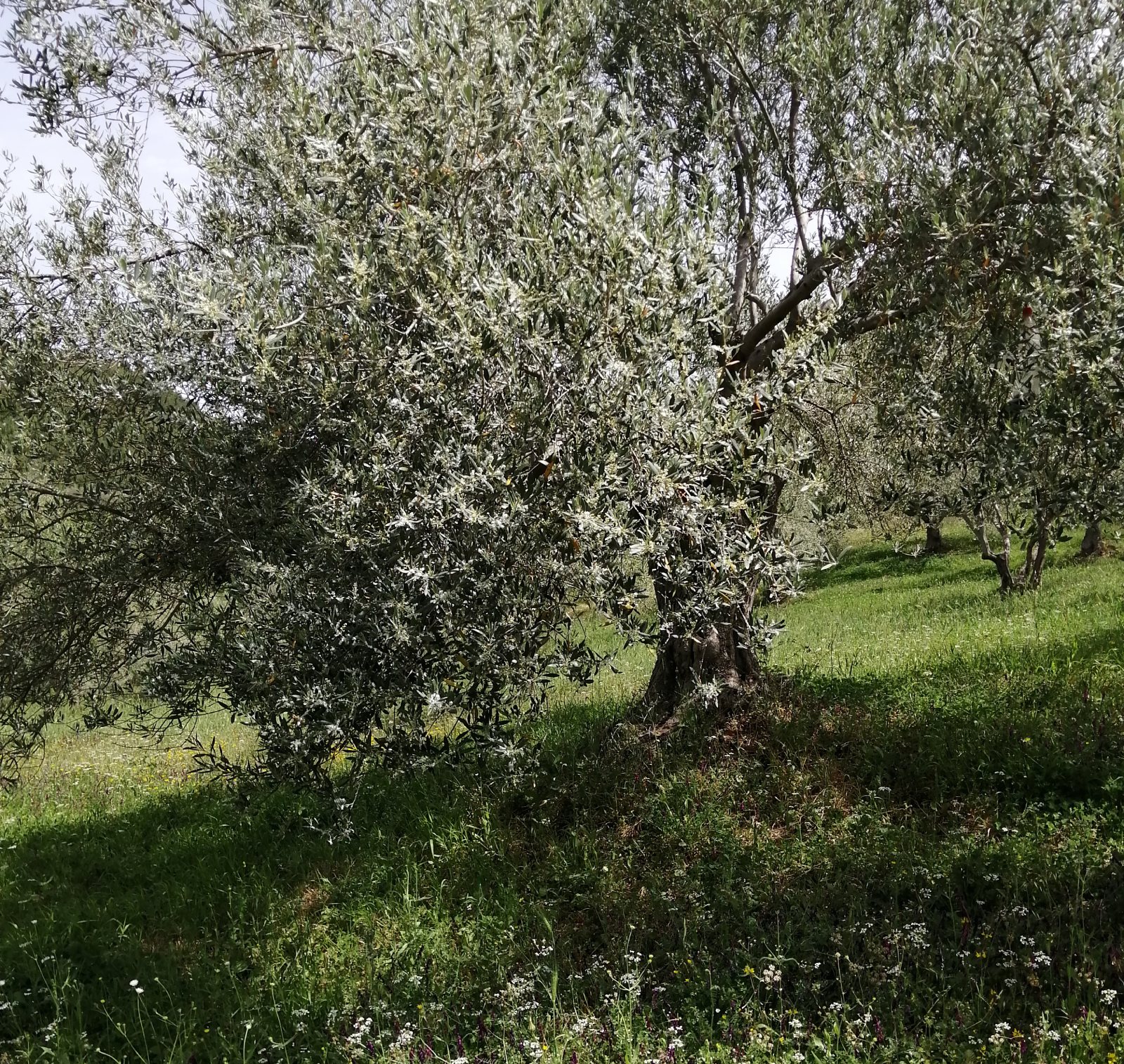 olive tree