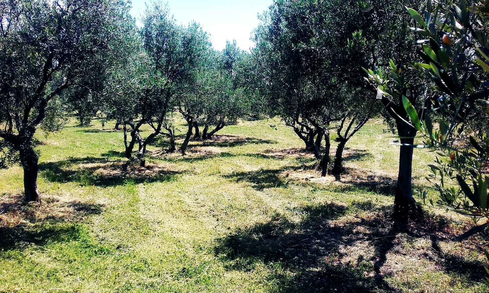 olive trees