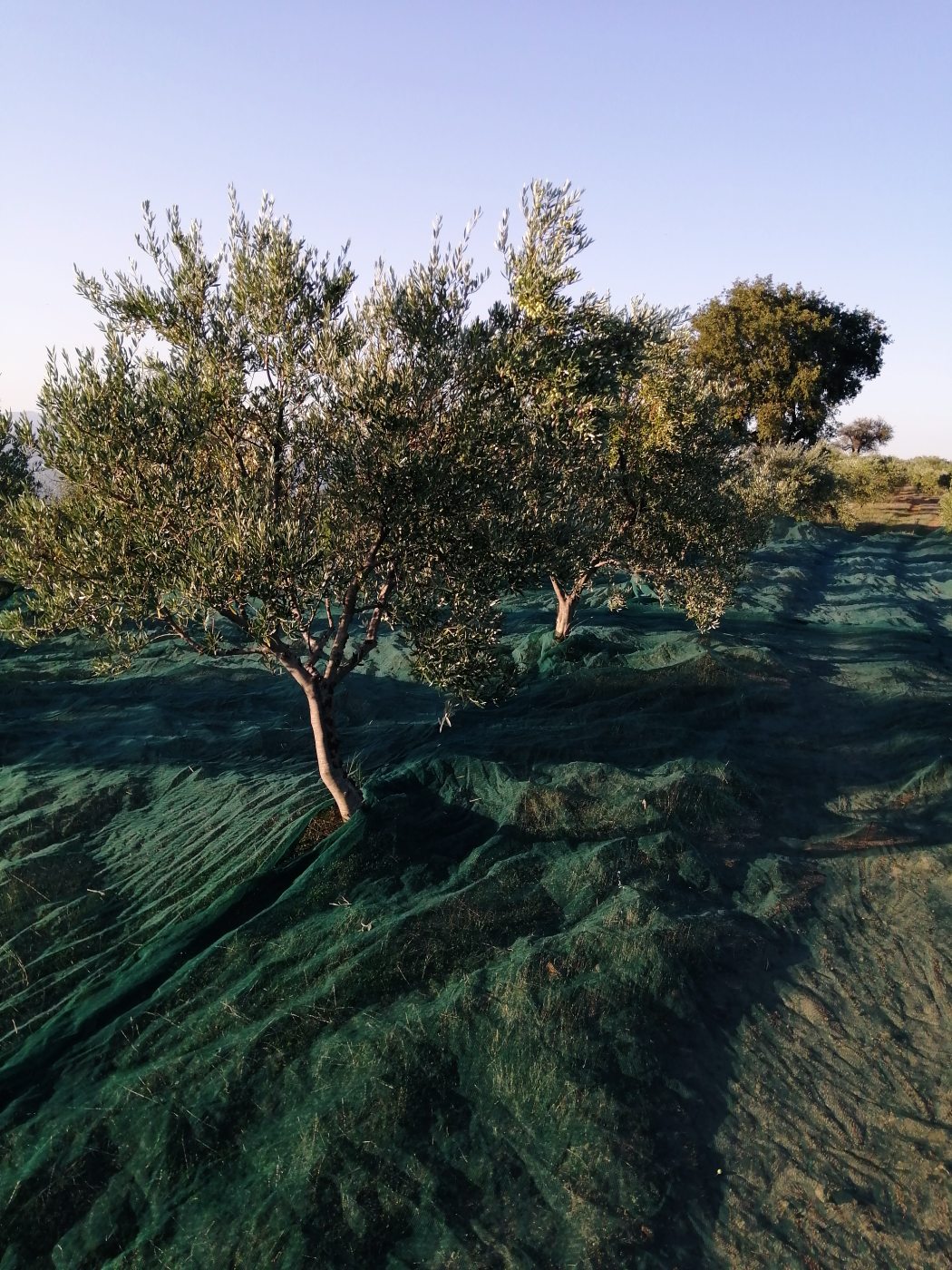 olives gathering